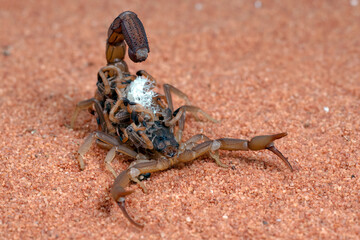 Scorpion brings babies on her back