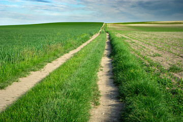 Long dirt road and green young fields