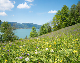 wildflower meadow at Leeberg hill in may, Landscape lake Tegernsee bavaria