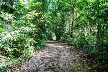 Obraz premium MacRitchie Reservoir Park in Singapore