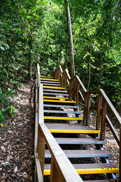 MacRitchie Reservoir Park in Singapore