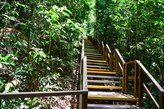 MacRitchie Reservoir Park in Singapore