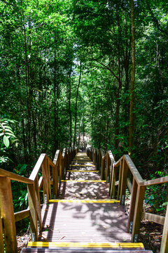 MacRitchie Reservoir Park in Singapore