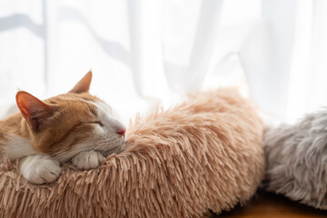 眠る猫　茶トラ白