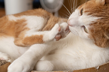 毛づくろいをする猫　茶トラ白