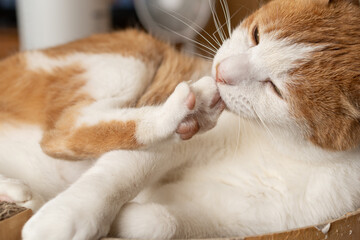 毛づくろいをする猫　茶トラ白