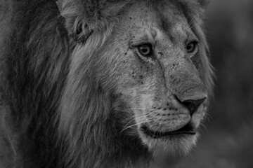 A portrait photo of a male lion in Masai Mara. This is a side profile of the male lion. This is a black and white photo.