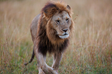 A photo of a male lion in Masai Mara.