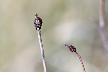Ticks waiting on the tops of shriveled plants for passing hosts, animals or humans. Early spring.