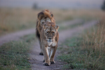 A pair of lion and lioness walking in grassland in Masai Mara Kenya, in golden sunrise hour.