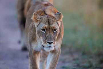 A pair of lion and lioness walking in grassland in Masai Mara Kenya, in golden sunrise hour.