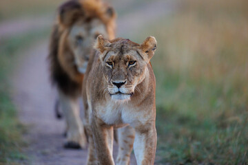 Fototapeta premium A pair of lion and lioness walking in grassland in Masai Mara Kenya, in golden sunrise hour.
