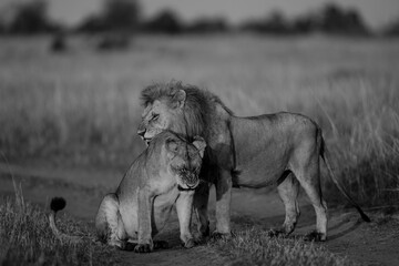 A pair of lion and lioness in grassland in Masai Mara Kenya, in golden sunrise hour. This is a black and white photo. The Lioness and lion are performing mating rituals. 