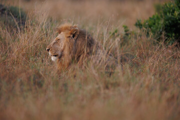 A photo of a male lion in Masai Mara. This is a side profile of the male lion.