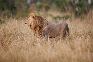 A photo of a male lion in Masai Mara. This is a side profile of the male lion.