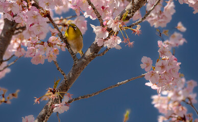 カワヅザクラにとまるメジロ