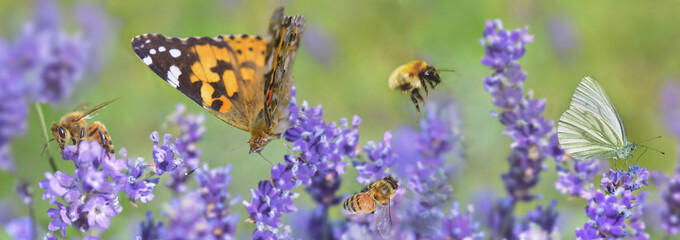 scenic nature with honey bee and butterfly on lavender flowers in panoramic view.