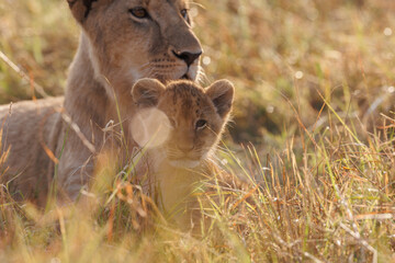 A backlit photo of Lion cubs with mother at Masai Mara, Kenya
