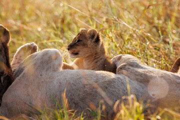 A backlit photo of Lion cubs with mother at Masai Mara, Kenya. The mother and cub are play fighting.