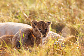 A backlit photo of Lion cubs with mother at Masai Mara, Kenya.