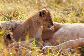 A backlit photo of Lion cubs with mother at Masai Mara, Kenya