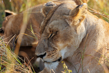 A subadult lioness in Masai Mara. The lioness is resting.