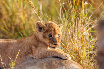 A backlit photo of Lion cubs with mother at Masai Mara, Kenya. The cubs are play fighting.