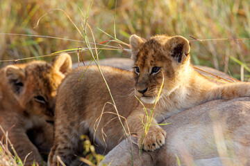 A backlit photo of Lion cubs with mother at Masai Mara, Kenya. The cubs are play fighting.