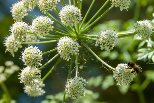 western honey bee collecting pollen from hemlock water dropwort oenanthe crocata