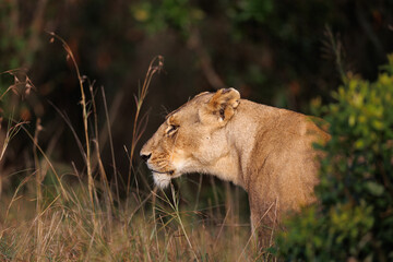 A subadult lioness in Masai Mara. Side profile photo of the lioness.