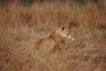 A subadult lioness in Masai Mara. This is a photo of lioness head showing the marking on the ear and ear tips.