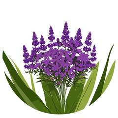 Obraz premium Verbena brings nature's beauty into your home with its vibrant blooms.