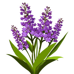 Fototapeta premium Verbena nature is a beautiful sight to behold.