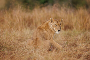 A subadult lioness in Masai Mara. Side profile photo of the lioness.