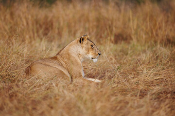 A subadult lioness in Masai Mara. Side profile photo of the lioness.