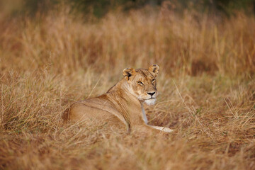 A subadult lioness in Masai Mara. Side profile photo of the lioness.