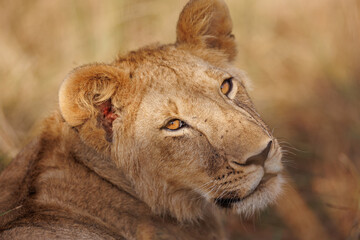 A subadult lioness in Masai Mara. Side profile photo of the lioness.