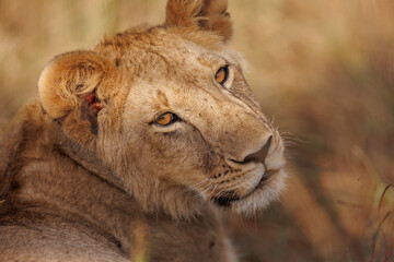 A subadult lioness in Masai Mara. Side profile photo of the lioness.