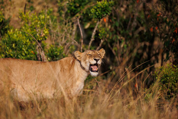 A subadult lioness in Masai Mara. Side profile photo of the lioness.