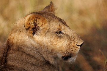 A subadult lioness in Masai Mara. Side profile photo of the lioness.