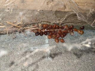 Ladybugs (Coccinellidaes) in winter hibernation 