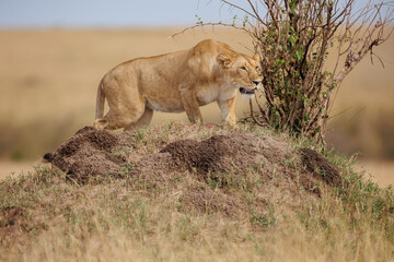 A photo of a subadult Lioness observing from a mud mound in Savannah in Masai Mara Kenya in September 2022