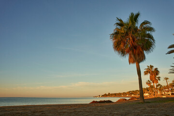 playa de una isla con palmera