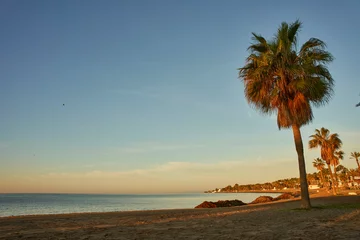 Fototapeten playa de una isla con palmera © JOSE ANTONIO