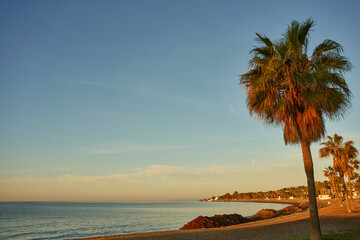 playa de una isla con palmera