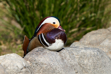 pato mandarín macho en el estanque  (Aix galericulata)