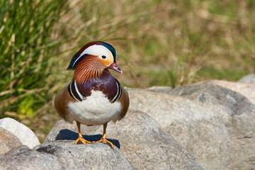 pato mandarín macho en el estanque  (Aix galericulata)