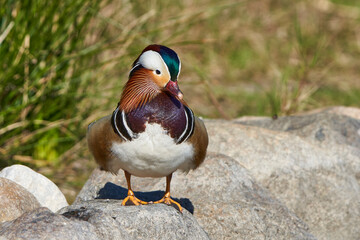 pato mandarín macho en el estanque  (Aix galericulata)