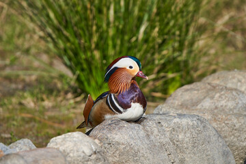 pato mandarín macho en el estanque  (Aix galericulata)