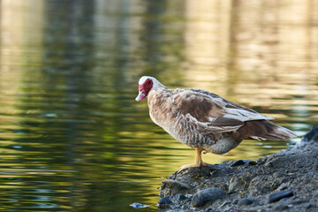 pato criollo hembra en el estanque